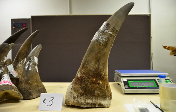 Woman nabbed at OR Tambo smuggling rhino horns Woman nabbed at OR Tambo smuggling rhino horns