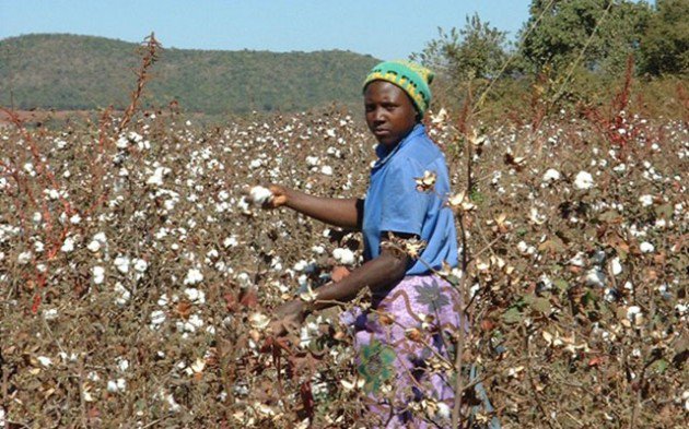 private cotton firms in a quandary