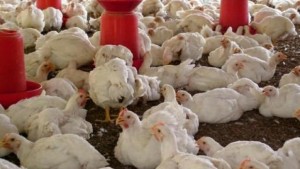 Poultry industry targets recovery after avain flue outbreak