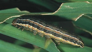 Fall armyworm here to stay, says FAO