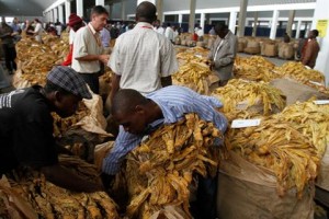 TOBACCO
