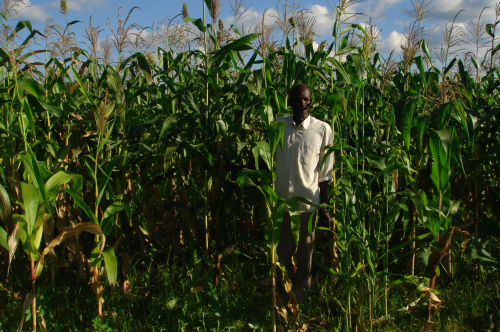 Command agriculture and the politics of subsidies