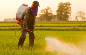 Southern Africa has a total of 500 million small holder farmers, the majority of whom are exposed to pesticide risks due to failure to handle pesticides, hence the SSP programme