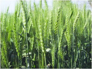 wheat