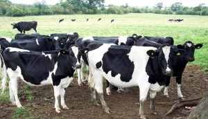The government last year set a target of five percent growth in the national cattle herd.