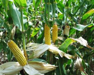 In the 2016/2017 marketing year, maize imports rose drastically to above average at an estimated 4,8 million tonnes, as countries compensated for sharp production decreases.