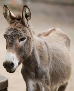 Donkeys stolen, skinned in Africa to feed Chinese demand 