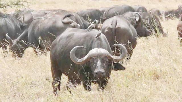 100 buffaloes arrive for Parks restocking 