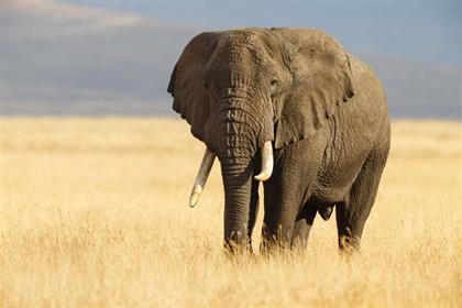 Elephant tramples German tourist to death in Zimbabwe 