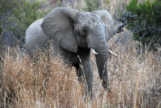 Second German tourist attacked by elephant in Zimbabwe 
