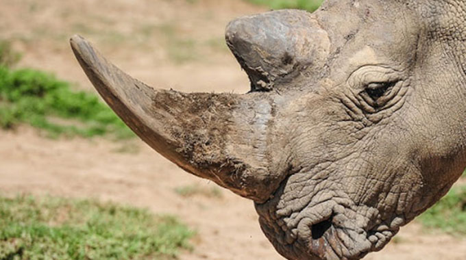 7 Chinese caught with $1m rhino horn pieces