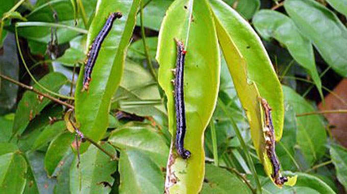 Armyworm invades Chipinge