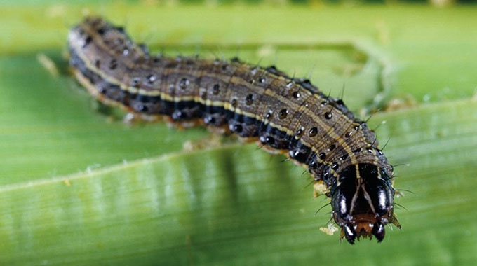 Govt steps up fight against armyworm