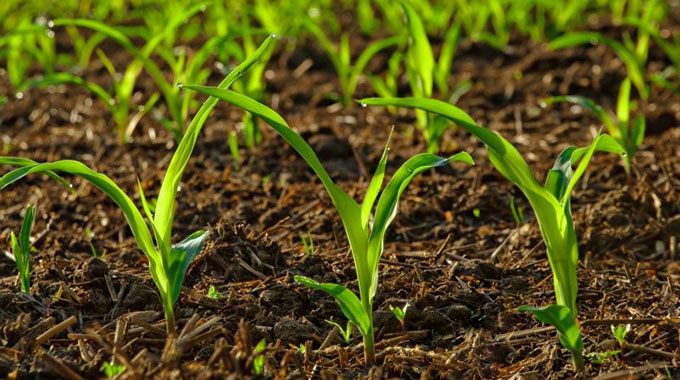 Farmers urged to continue planting despite erratic rains