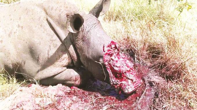 Poachers kill 750 rhinos since 2000