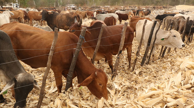 Local manufacture of January disease vaccine begins