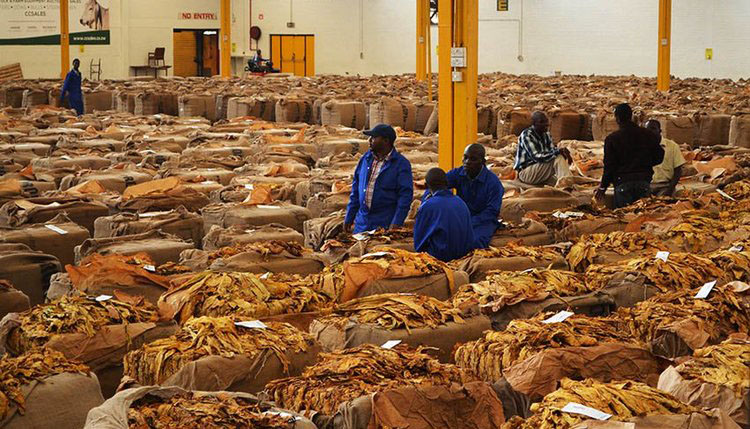 Forex joy for tobacco farmers …Growers to get 50 percent earnings in US$