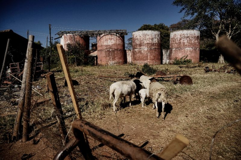Critics blame the forced evictions of white farmers for a collapse in Zimbabwe's agricultural production (AFP Photo/ZINYANGE AUNTONY)