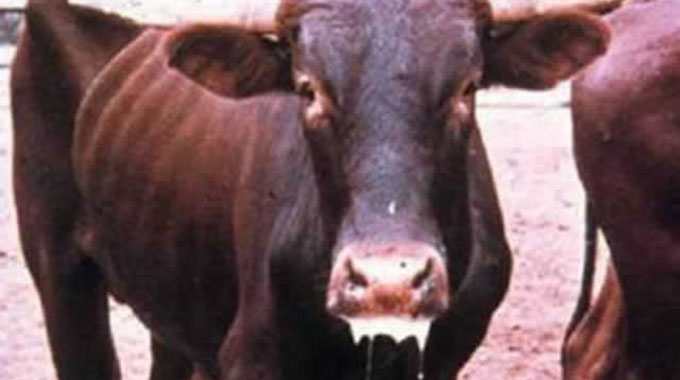 FMD outbreak in Shurugwi