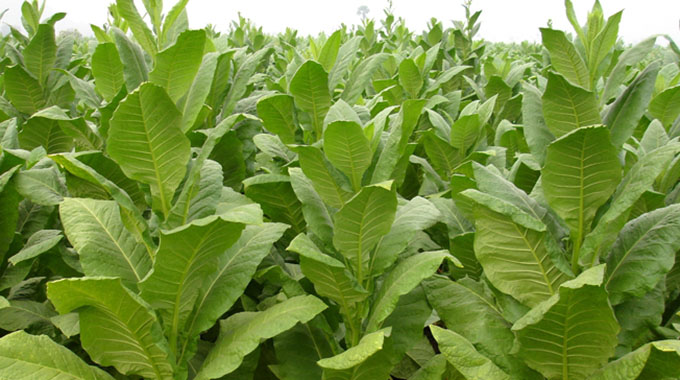 Zim expects 200 million kg of tobacco