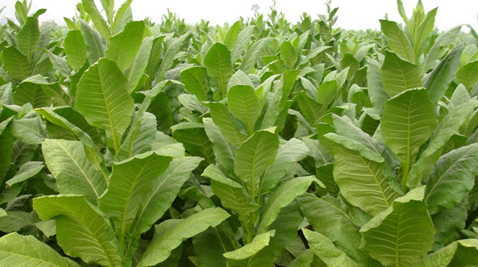 Tobacco sales increase, variance drops