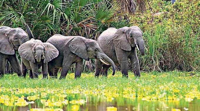 Southern Africa talks tough on ivory trade