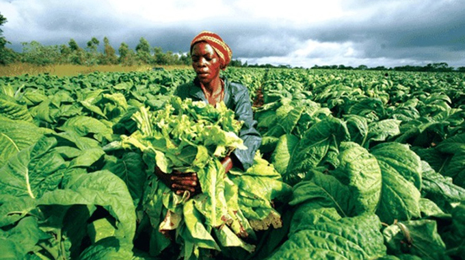 Company rips off tobacco farmers