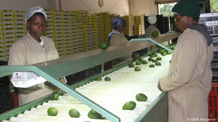 Women sorting avocados (DW/P. Musvanhiri)