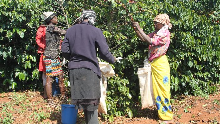 Women picking coffee on the Farfell Estate (DW/P. Musvanhiri) Women picking coffee on the Farfell Estate (DW/P. Musvanhiri)