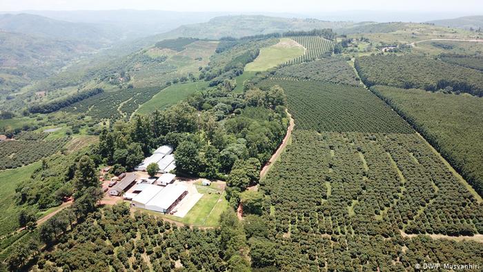 Farfell Coffee Estate, Chipinge (DW/P. Musvanhiri) Farfell Coffee Estate, Chipinge (DW/P. Musvanhiri)
