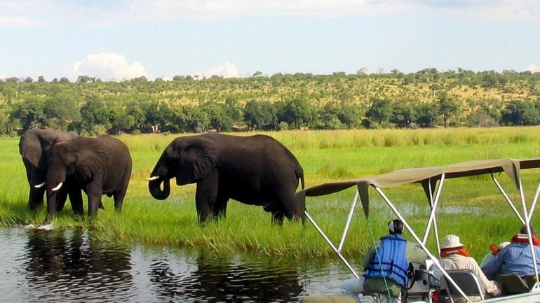 Elephants in Botswana, South Africa Photo: Reuters