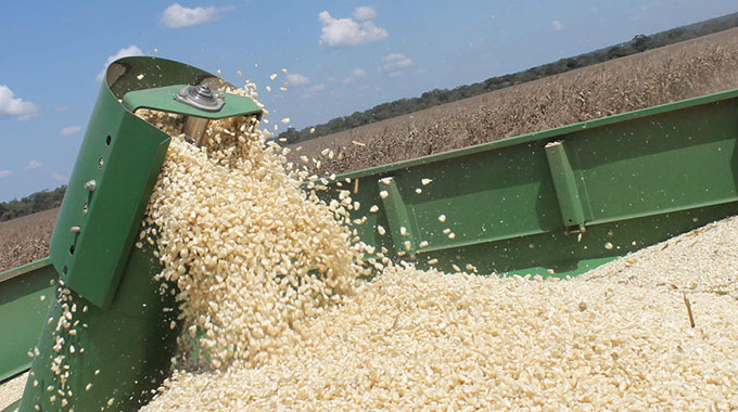 Maize harvest dips to 700 000 tonnes
