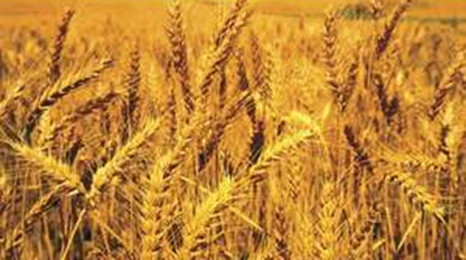 Zim misses winter wheat production target
