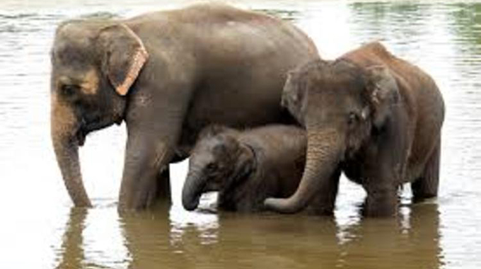 Ivory trade: Cites fail to back SADC again