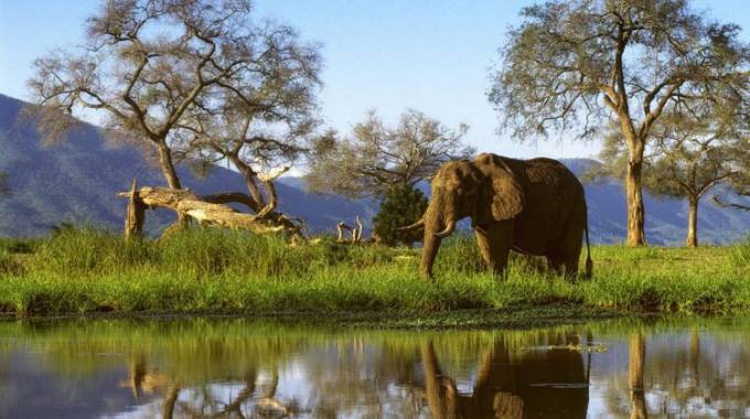 Elephant protection to dominate Cites meeting