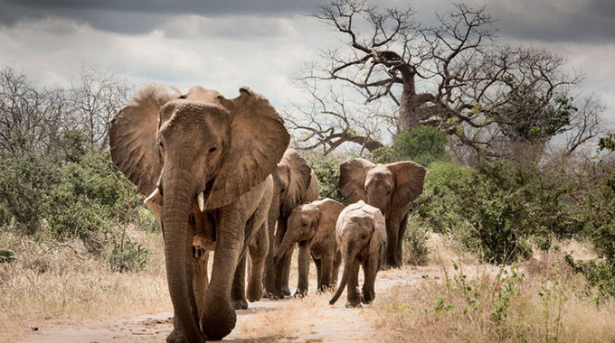 It’s time to break the deadlock over Africa’s ivory trade: Here’s how . . .