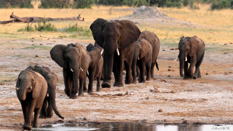 FILE - A herd of elephants walk past a watering hole in Hwange National Park, Zimbabwe, Oct. 14, 2014. 