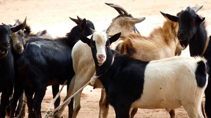 Goat Indaba 2019 on next week