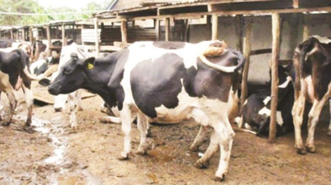 Dairy farmers step up production