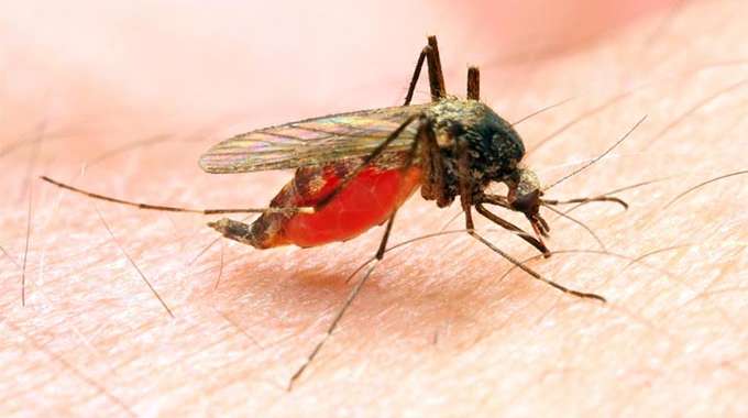 Climate change: How malaria could spiral out of control