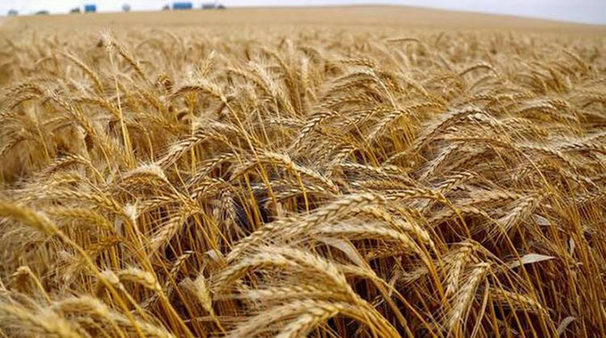 Govt tightens wheat subsidy facility