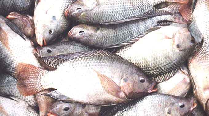 Government registers over 240 fishing cooperatives
