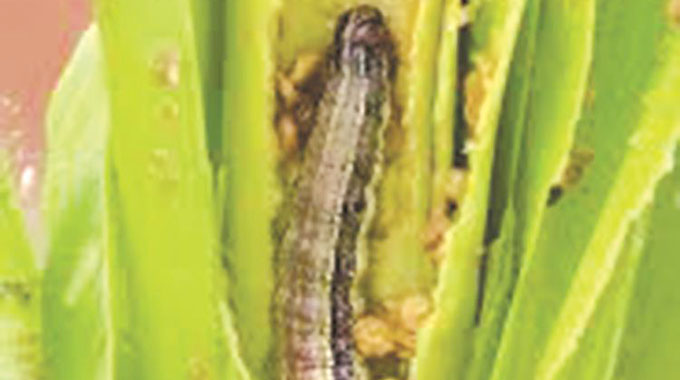 Plotting downfall of the armyworm
