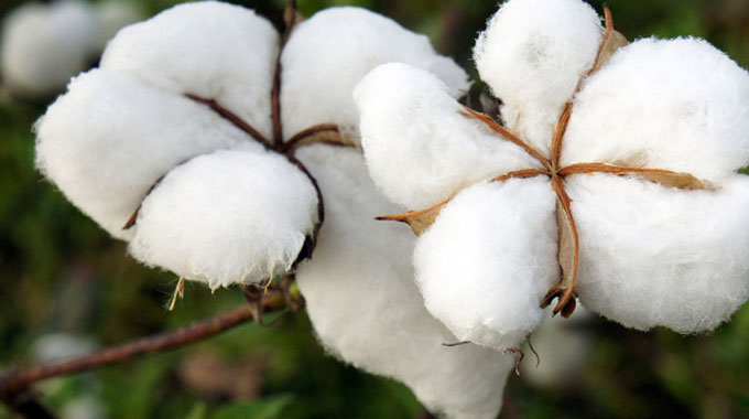 Shiri urges lowveld farmers to grow cotton