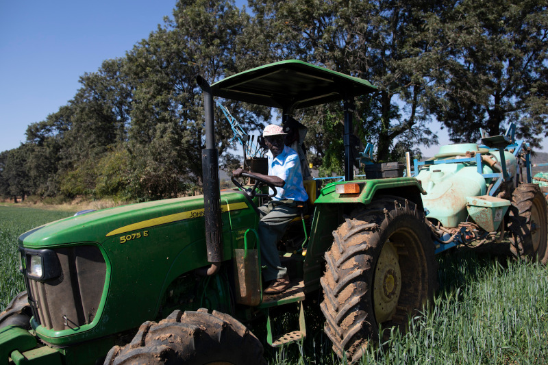 A farm worker fertilizes wheat at Ivordale Farm outside Harare, Zimbabwe, on Aug. 1, 2018.