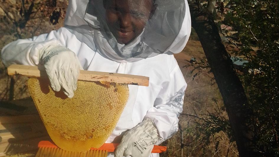 Zimbabwe’s bees are being saved from extinction by an innovative new project