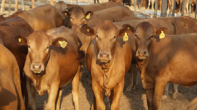 National herd move towards six million