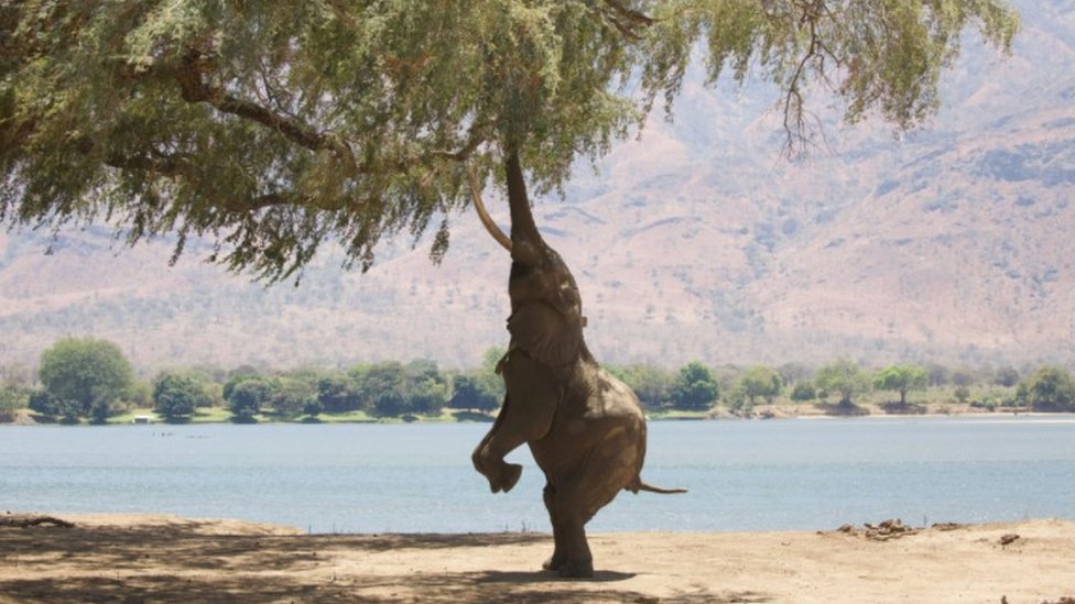 An elephant on its back legs trying to reach a branch