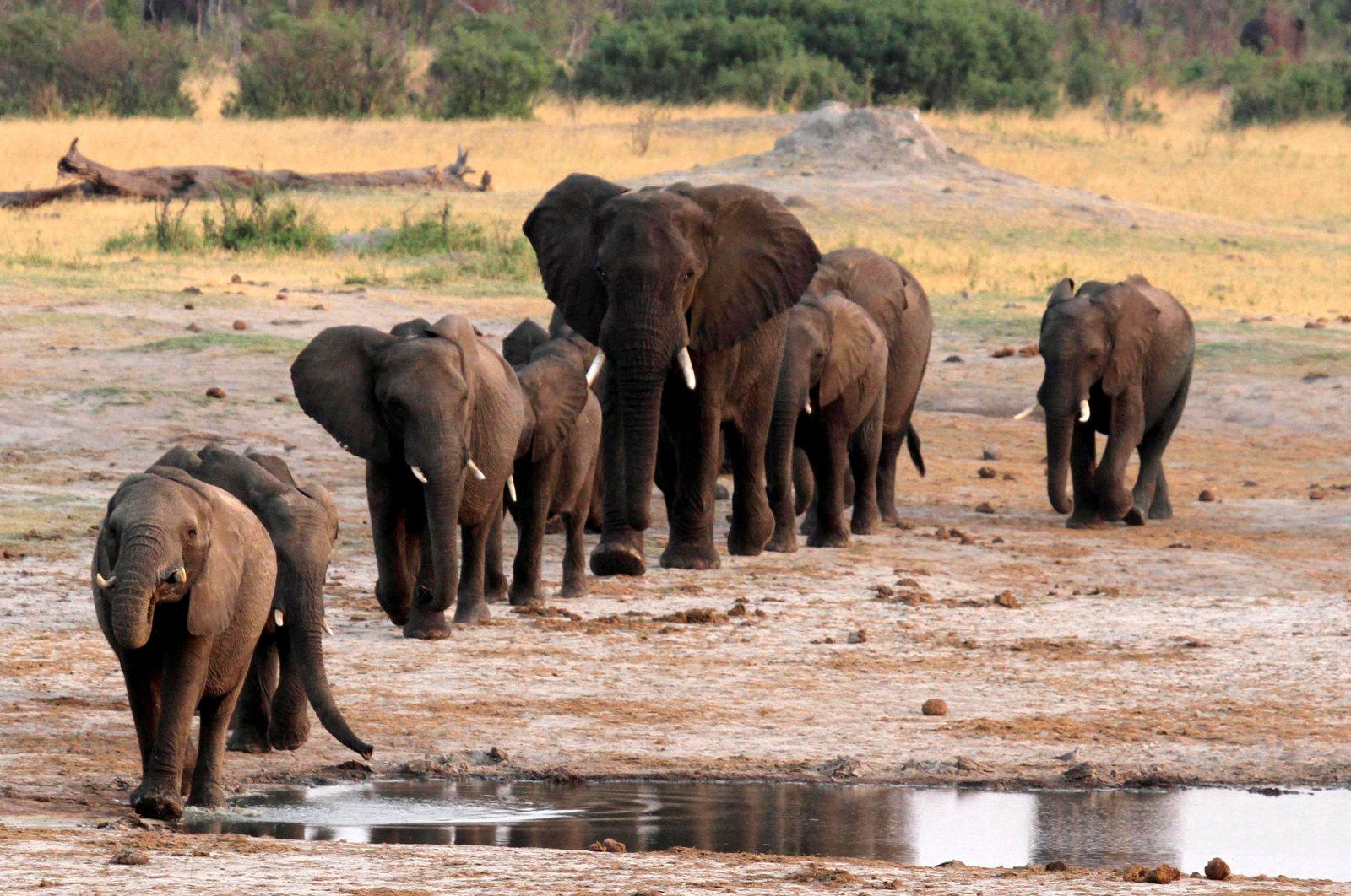 A herd of elephants walk past a watering hole in Hwange National Park, Zimbabwe, Oct. 14, 2014. (REUTERS Photo)