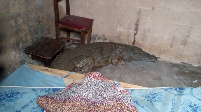 JUST IN: Villagers left in fear after huge croc crawls into home